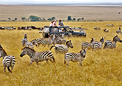 Srengeti National Park (IPPMedia.com)