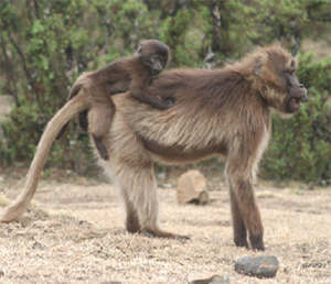Female Gelada and baby, Simien Mountains (Photo: coxandkings.co.uk)