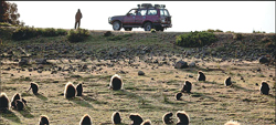 Gelada Baboon