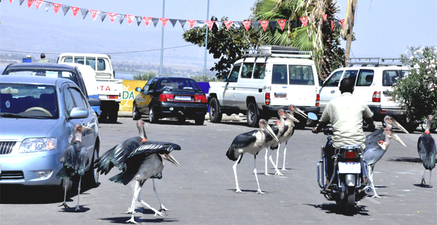 Birds in the streets of Hawassa (photo: AddisFortune.net)
