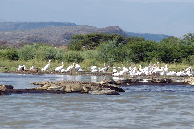 Crocodiles and Pelicans (Photo: www.johnnyabyssinia.com )