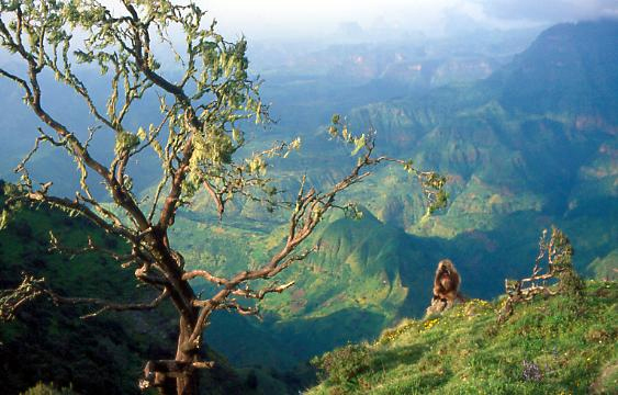 Ethiopia earns $664 million revenue from tourism