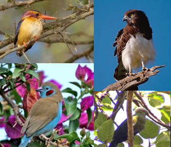 Birding in Ethiopia (Photo: blueskyethiopia.com)