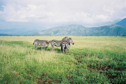 Zebras Nech Sar National Park (Photo: http://hem.bredband.net/) -