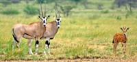Oryx at the Awash National Park.